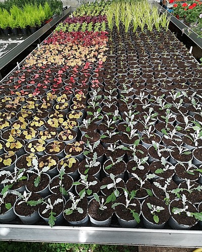 Horticulture Litzenburger