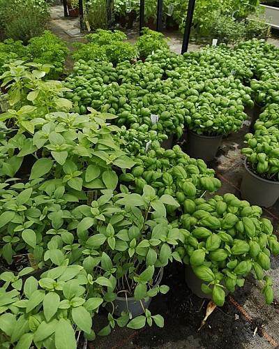 Horticulture Litzenburger