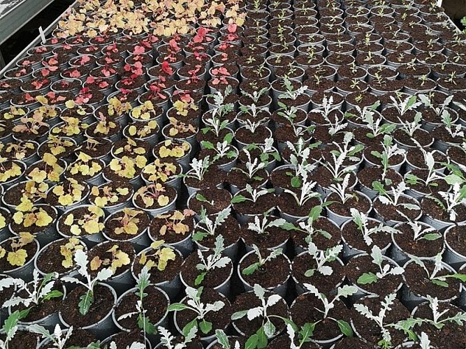 Horticulture Litzenburger