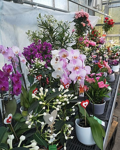 Horticulture Litzenburger