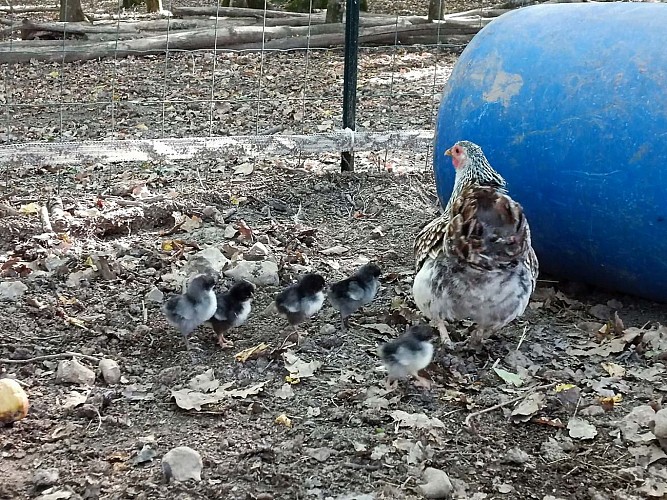 Animaux-popo-agonac3