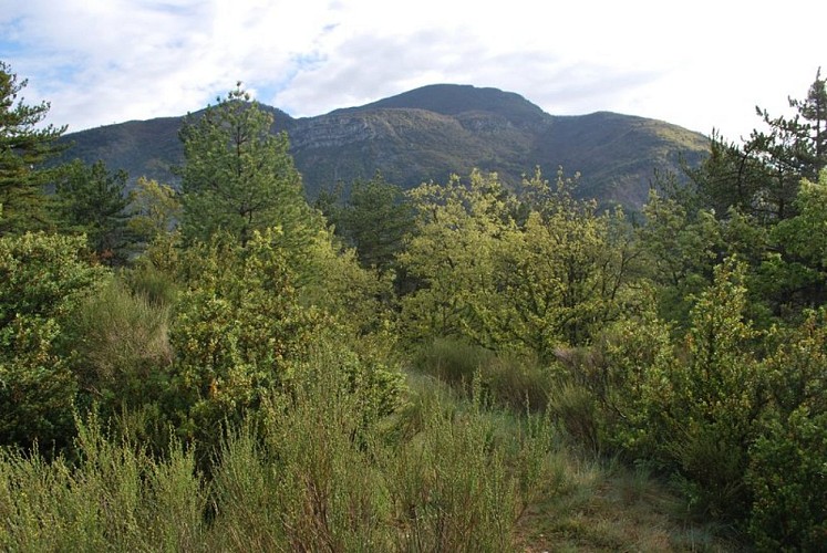 La Petite Gineste - Vue sur le sentier