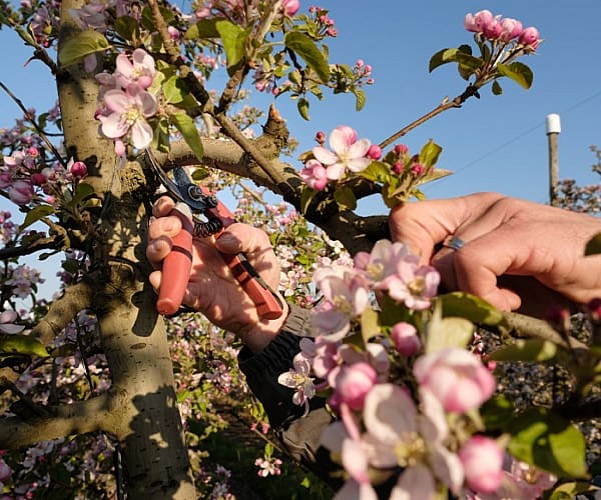 taille-arbre-600x500px