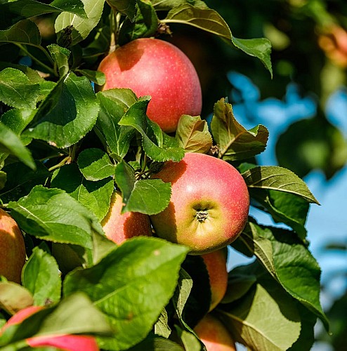 pomme-deux-sevres-parthenay