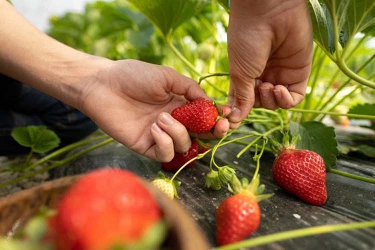 Domaine de la Berhtonnière 4