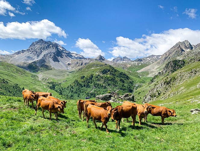 Local Cheese factory