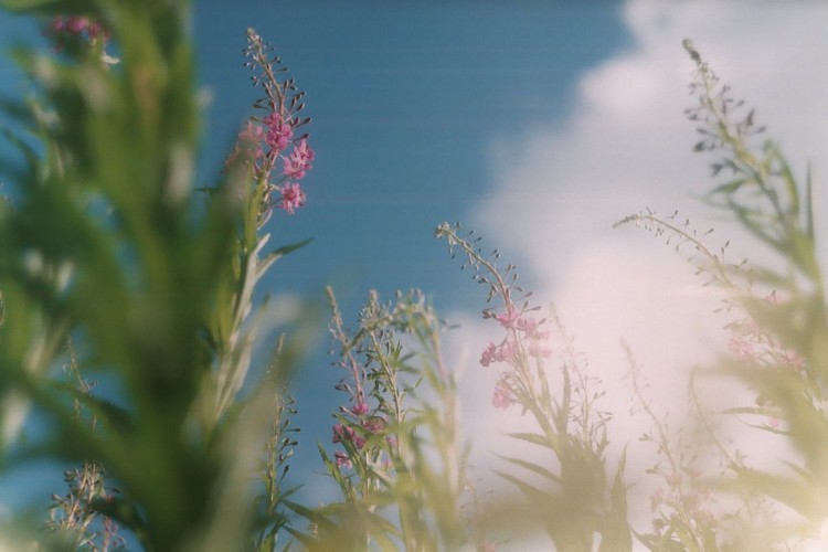 Le charme d adam - plantes