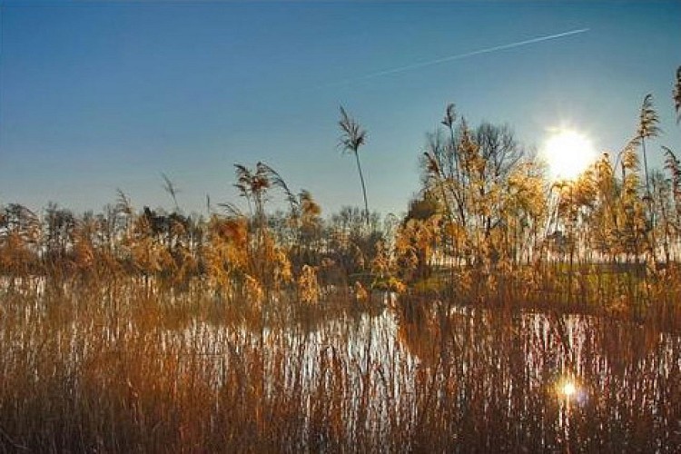 Etang des Pilles