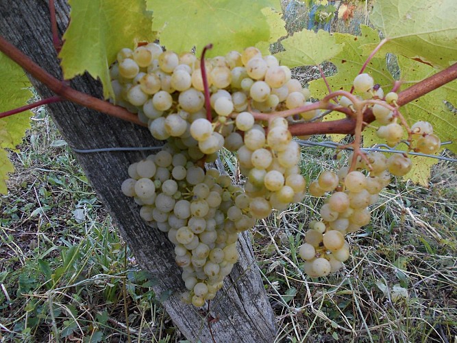 Domaine ANTOINE Véronique