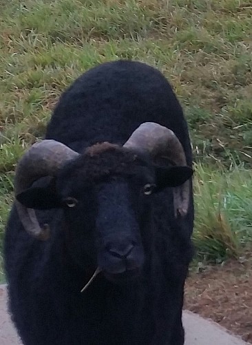 Domaine ANTOINE Véronique