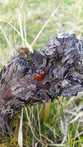 Domaine Véronique Antoine