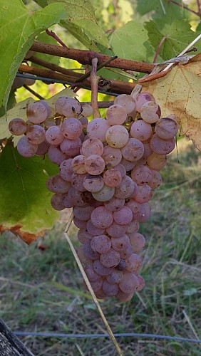 Domaine Véronique Antoine