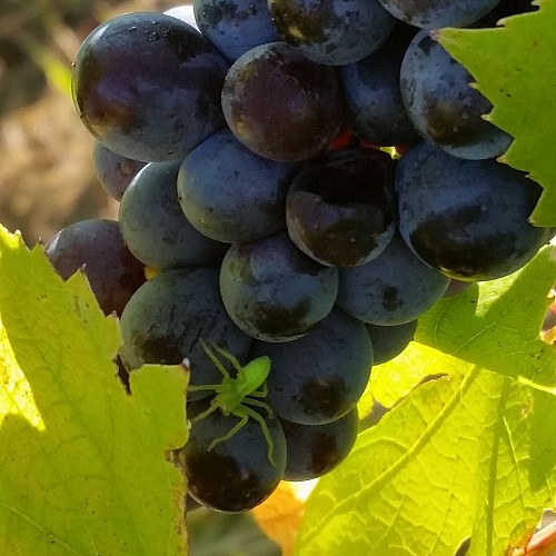 Domaine ANTOINE Véronique