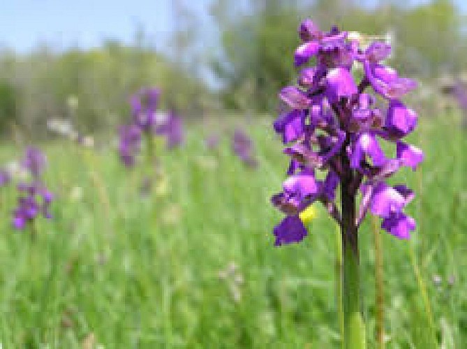 Spot à Orchis - Montcel