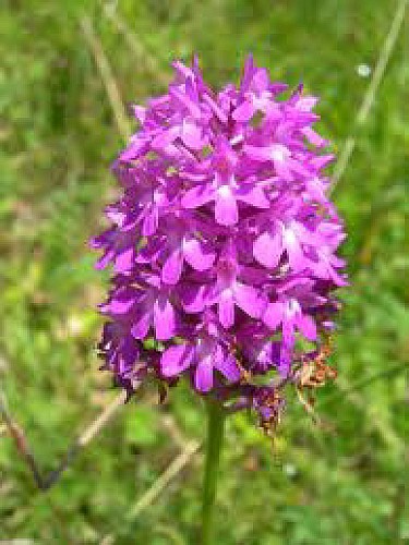 Spot à Orchis - Montcel