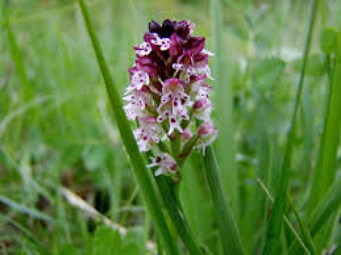 Spot à Orchis - Montcel