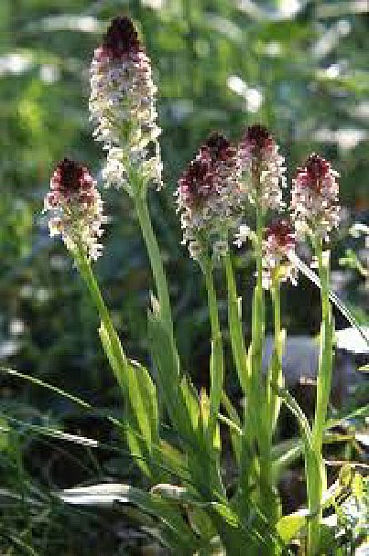 Spot à Orchis - Montcel