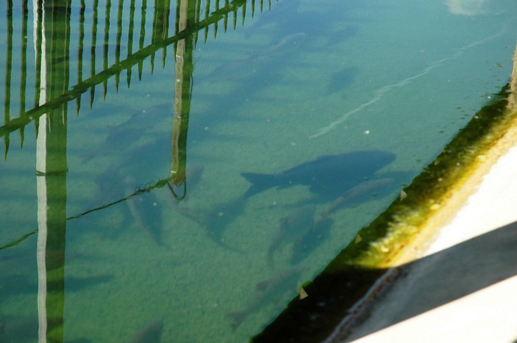 Lavoirs de Courtenay