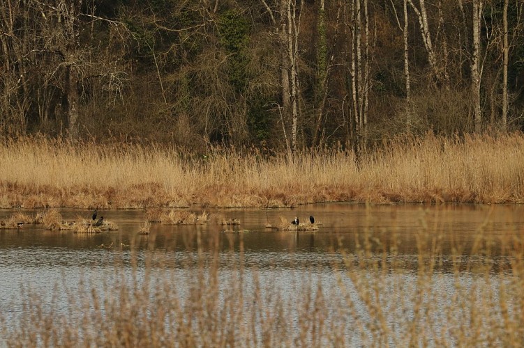 Étang de Salette