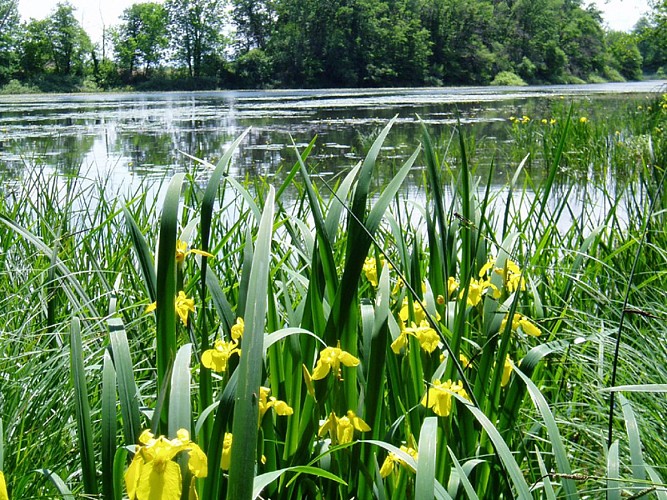 Pêche aux étangs de Mépieu