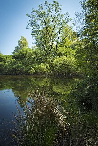 Espace Naturel Sensible de la Save - Secteur des étangs de Passins