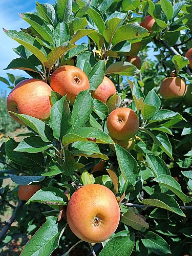 Les Vergers du Bouchage