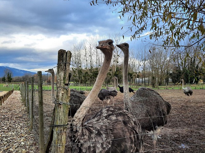 Élevage d'autruches du Père Louis