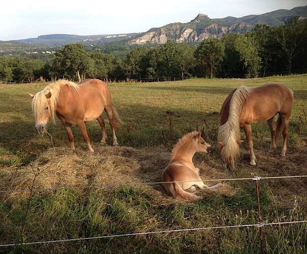 Ferme Equestre - Equitation Chavetourte