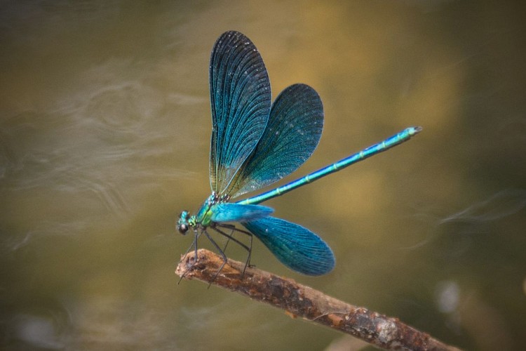 Vallée de la Deûme