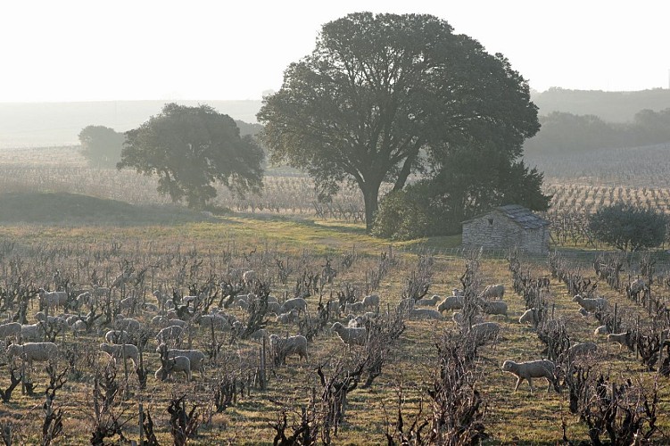 Domaine de Beaurenard