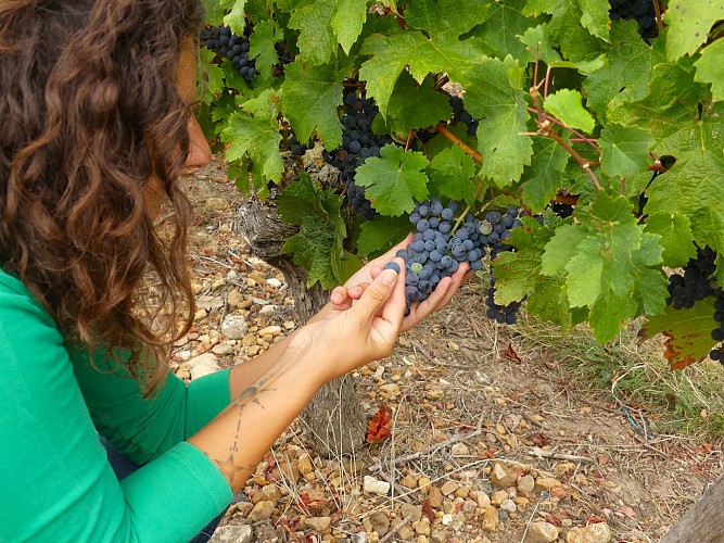 Rallye Oenologique par Le Secret des Papilles
