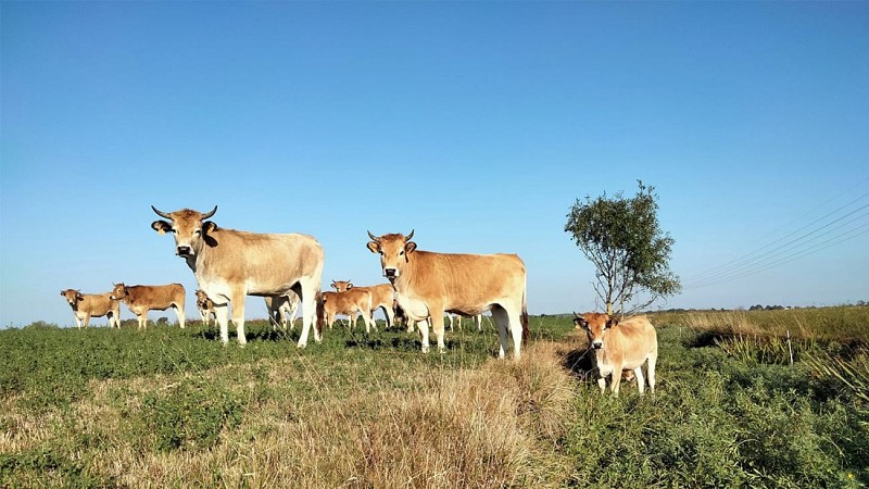 Ferme de l'Avocette Rieuse