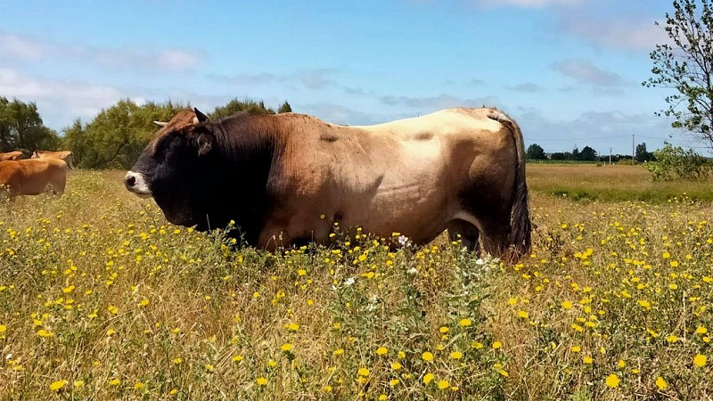Ferme de l'Avocette Rieuse