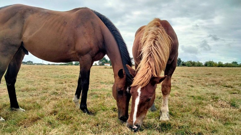 Ferme de l'Avocette Rieuse