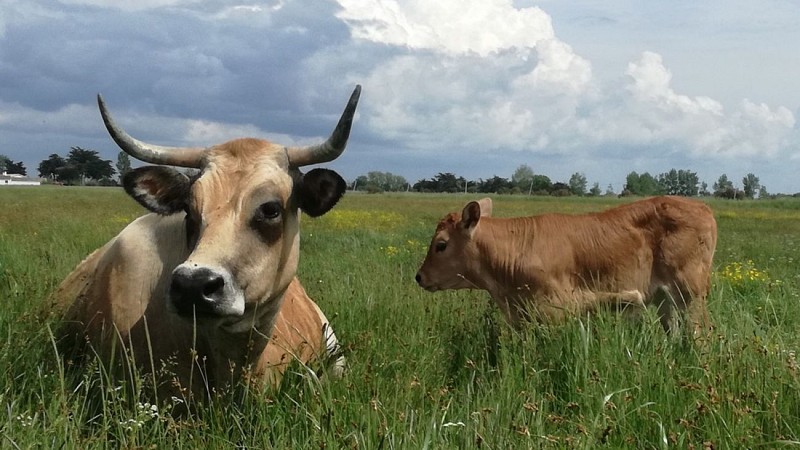 Ferme de l'Avocette Rieuse