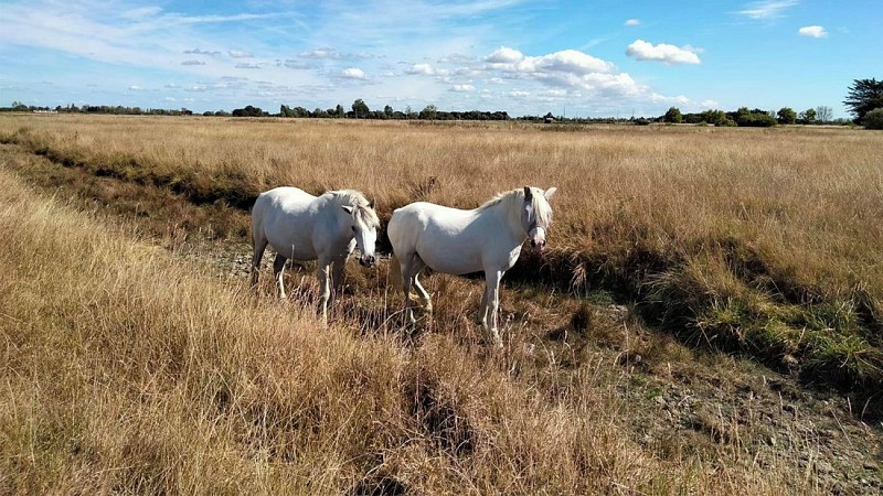 Ferme de l'Avocette Rieuse