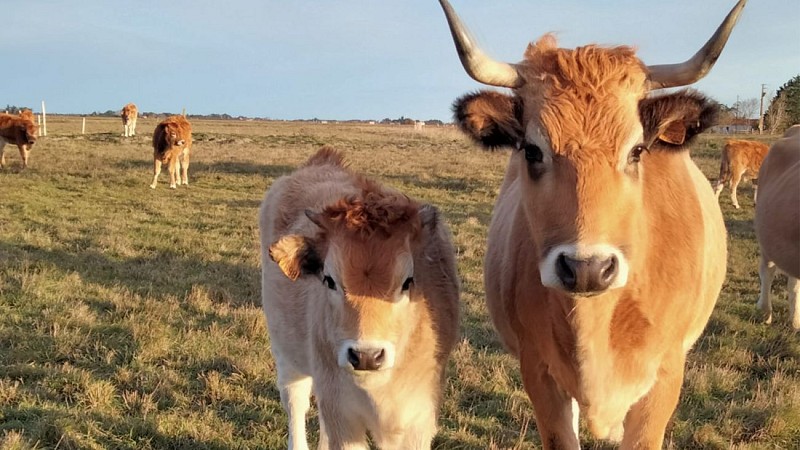 Ferme de l'Avocette Rieuse