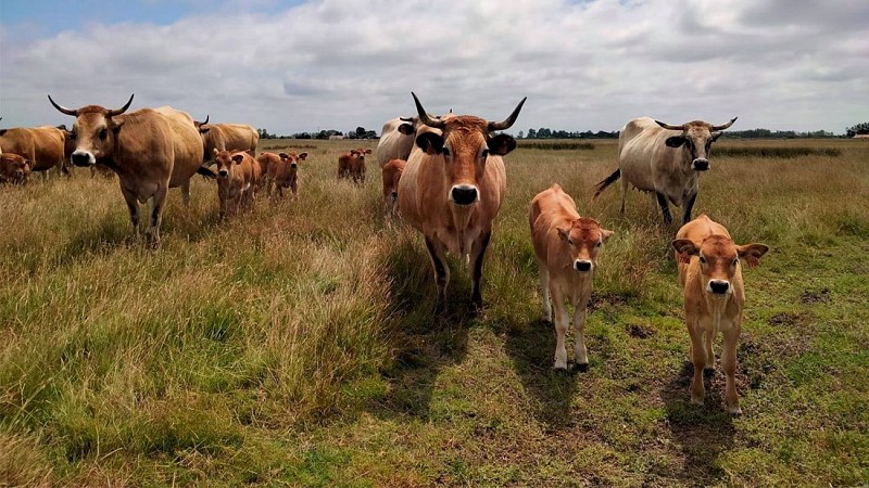 Ferme de l'Avocette Rieuse