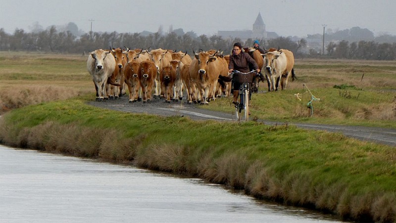 Ferme de l'Avocette Rieuse