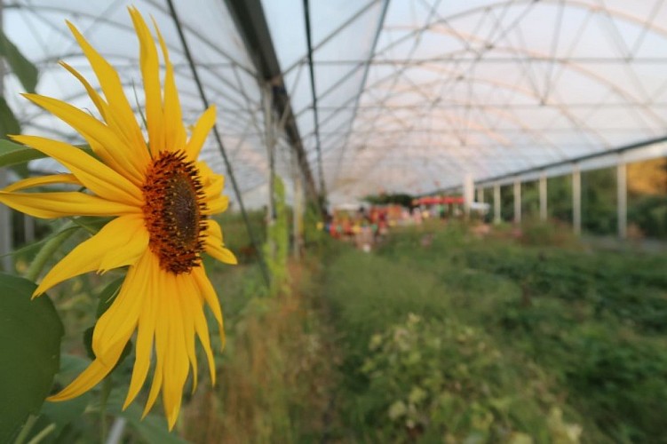 Jardin chaos granitiques fleur