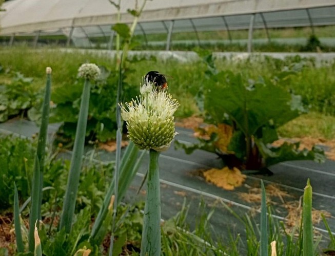 Jardin-des-Merveilles2