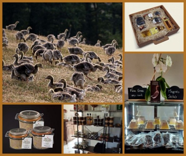 Terra d'Auca montage photos