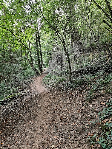 Le sentier botanique du vallon de Rochacardon