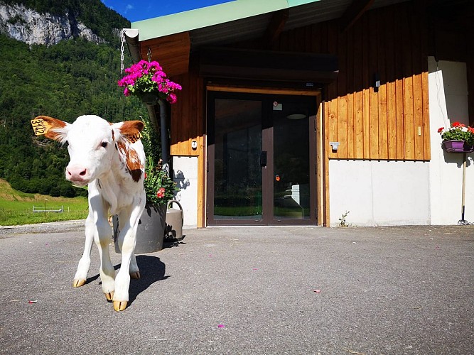 GAEC Chamonix Farm