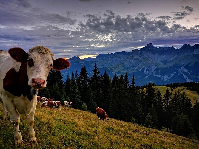 GAEC Chamonix Farm