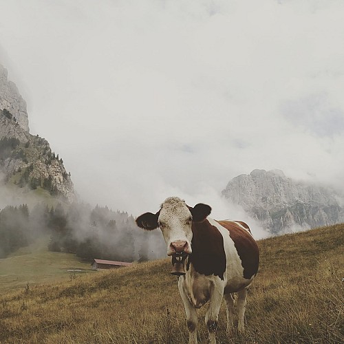 GAEC Chamonix Farm