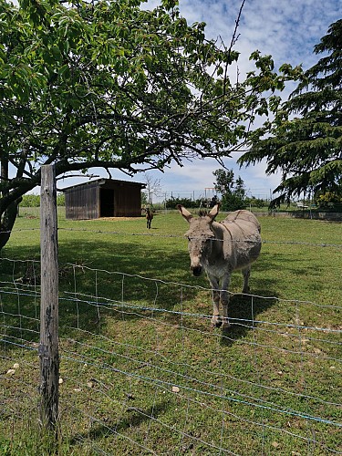 Ferme et vergers, chemin du Pavillon