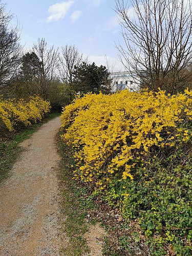 Forsythias le long du chemin