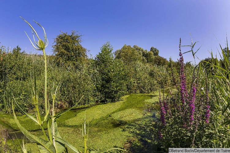 Espace Naturel Sensible des prairies inondables de Pont-Évêque