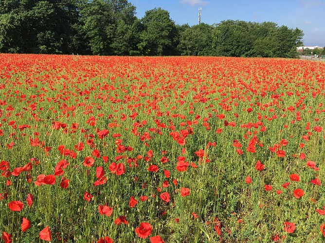 Champ de coquelicots